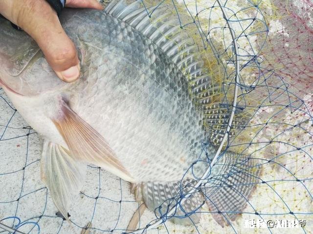 已绑好了线组、调好了漂,可以直接钓鱼吗还需要什么