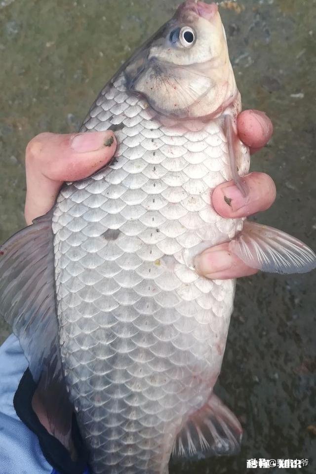 已绑好了线组、调好了漂,可以直接钓鱼吗还需要什么