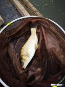 2一4斤 请问钓黑坑鲤鱼夜光漂吃铅量多少合适