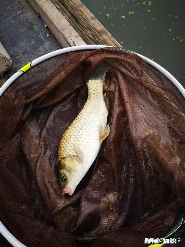 2一4斤 请问钓黑坑鲤鱼夜光漂吃铅量多少合适