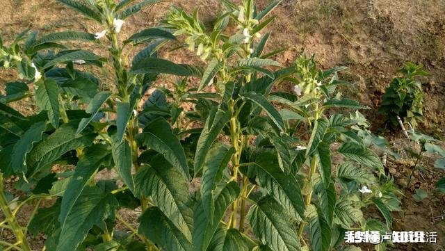 没钱到底该不该结婚没有好的物质条件很头疼