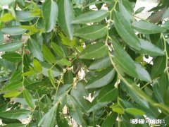 没钱到底该不该结婚没有好的物质条件很头疼