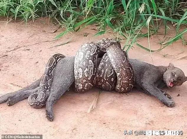 昆虫备忘录还有哪些动物可以写