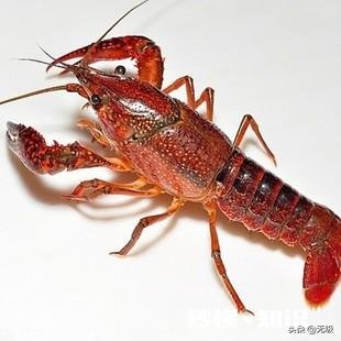 请问龙虾怎么养，小龙虾怎么样