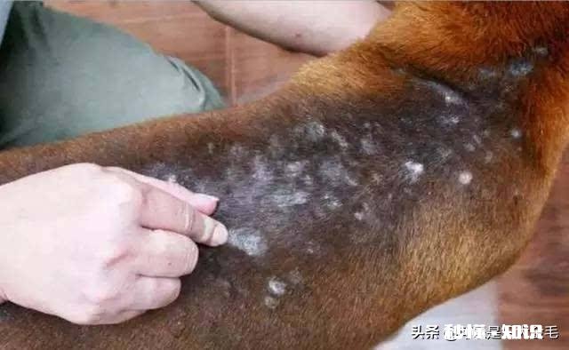 几个年轻人吃饭，用烟头烫这只狗狗，听见噗呲一声，哄堂大笑后丢给它一块肉，这事你怎么看