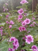 如何写好作文之化用成语古诗