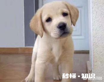 三个多月的拉布拉多700块值吗