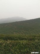 一千元左右的茶叶什么样的好