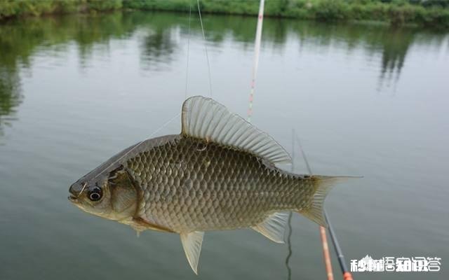黑坑钓鱼怎样才能比别人钓的多
