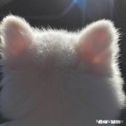 我想问问给猫抓了一下没有明显伤痕，当时小朋友说有一点点血需要去打疫苗吗