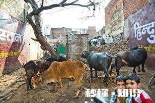 马上要去印度出差，有没有知道要注意些什么