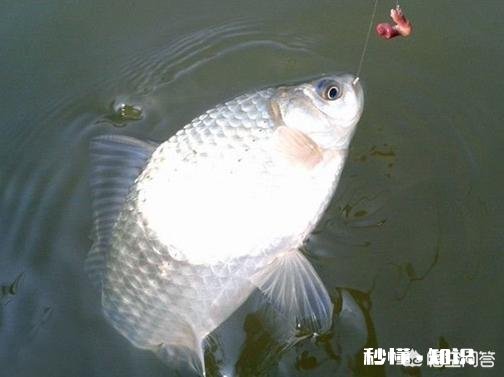 秋季是垂钓鲫鱼的好时候，如何将鲫鱼收入囊中
