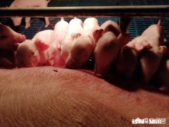 仔猪预混和母猪混吃有什么后果