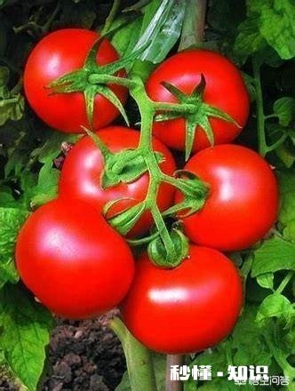 西红柿种植的时间是几月都有哪些主要技术