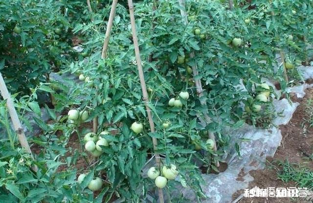 西红柿种植的时间是几月都有哪些主要技术