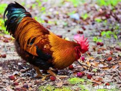 球引出了钓鱼用还有什么用处