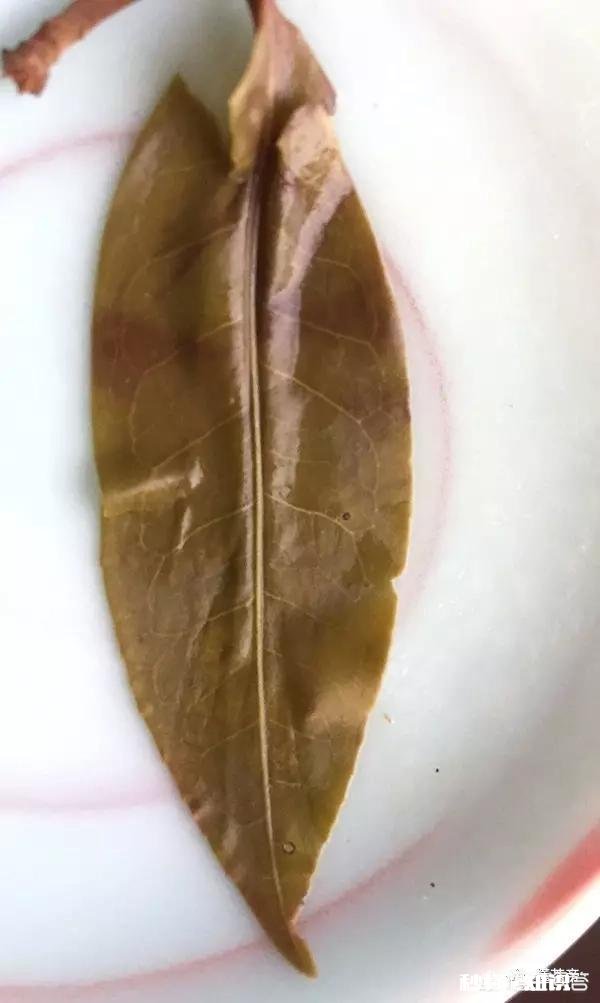 未驯化的野生普洱茶有微毒吗这样的茶有人真的找到过吗