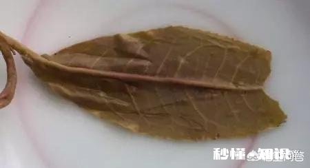 未驯化的野生普洱茶有微毒吗这样的茶有人真的找到过吗