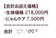 国外的橘猫或者狸花猫真的上万一只吗你相信这种说法吗
