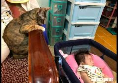 国外的橘猫或者狸花猫真的上万一只吗你相信这种说法吗