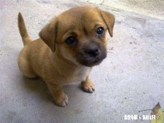 土狗能当宠物养吗