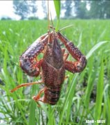 此次疫情对稻田养虾有什么影响，该如何应对