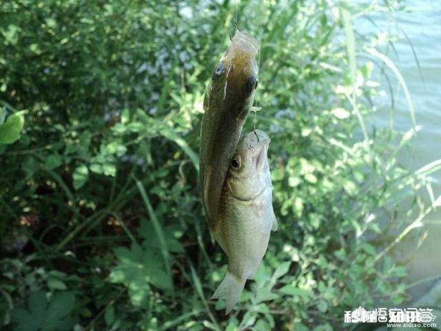 秋季野钓鲫鱼如何选钓位、钓饵、出钓时间