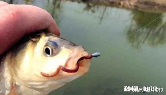 秋季野钓鲫鱼如何选钓位、钓饵、出钓时间