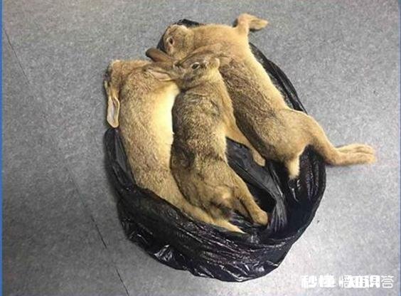 男子抓野兔被刑拘和大学生掏鸟窝被判10年对比两件事，你怎么看