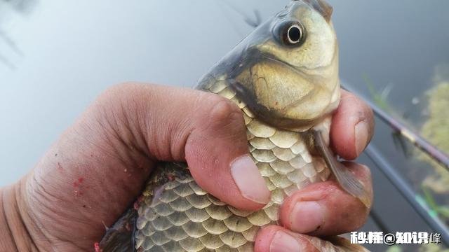 十一这几天，常见轻口鱼，原因是什么，该怎么调整做钓