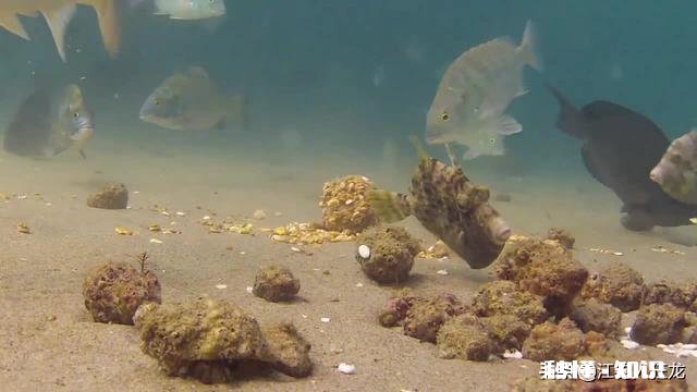 十一这几天，常见轻口鱼，原因是什么，该怎么调整做钓