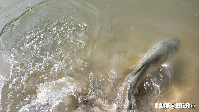 白天水裤作钓总是小白鲢进窝，一来就是一帮还不走，怎么办