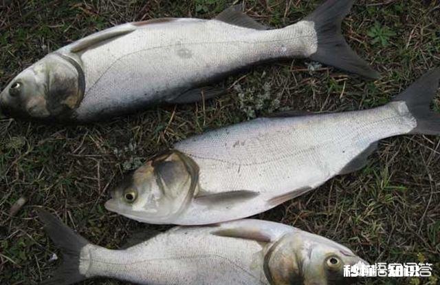 白天水裤作钓总是小白鲢进窝，一来就是一帮还不走，怎么办