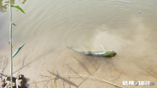 白天水裤作钓总是小白鲢进窝，一来就是一帮还不走，怎么办