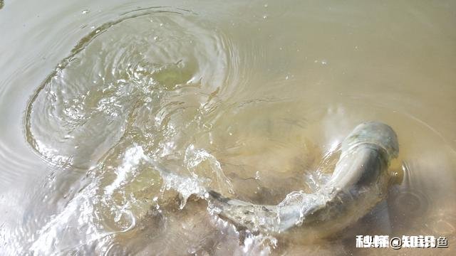 白天水裤作钓总是小白鲢进窝，一来就是一帮还不走，怎么办