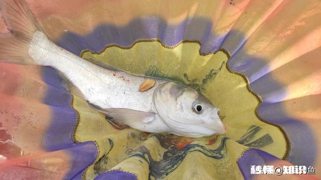 白天水裤作钓总是小白鲢进窝，一来就是一帮还不走，怎么办