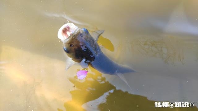白天水裤作钓总是小白鲢进窝，一来就是一帮还不走，怎么办