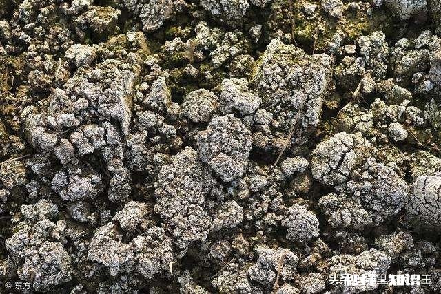 怎样在中性盐碱地上创收?有哪些适合盐碱地种植的作物