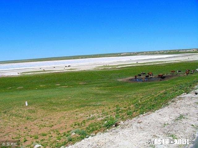 怎样在中性盐碱地上创收?有哪些适合盐碱地种植的作物