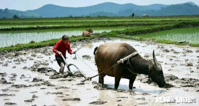 古时候，耕田以牛主力，那牛的地位如何