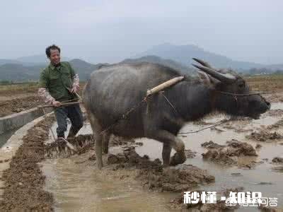 古时候，耕田以牛主力，那牛的地位如何