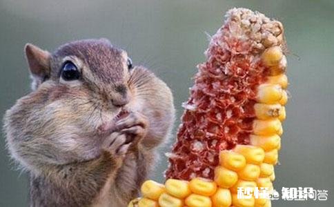 2018种还是不种玉米