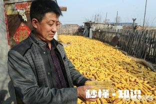 2018种还是不种玉米