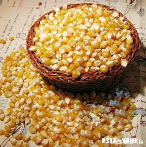 2018种还是不种玉米