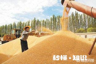 2018种还是不种玉米