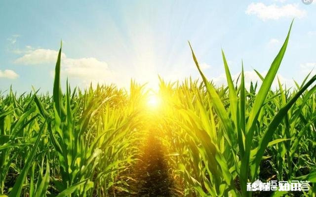 2018种还是不种玉米