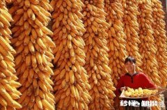 2018种还是不种玉米