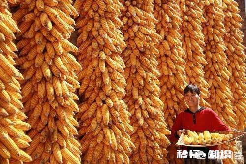 2018种还是不种玉米