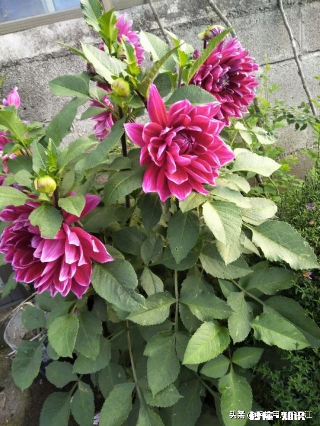 降低感情维度，会出现怎样的景象