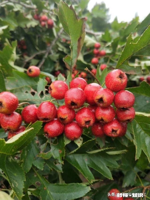 降低感情维度，会出现怎样的景象